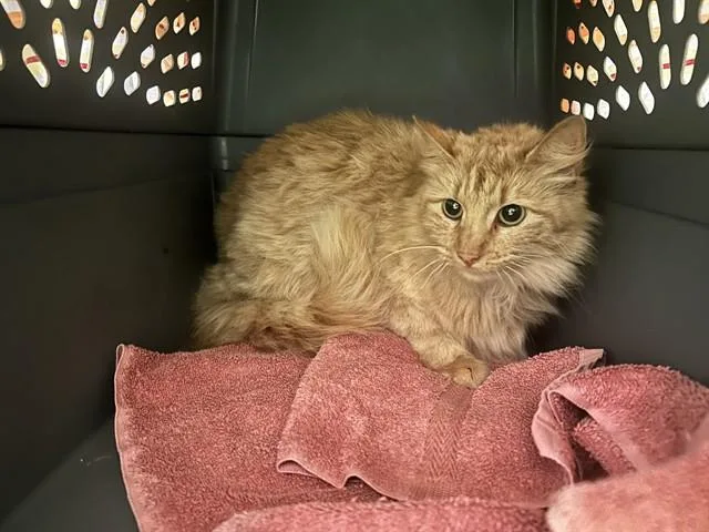 A young small-sized male Domestic Medium Hair cat named Persimmon for adoption in Ocala, FL