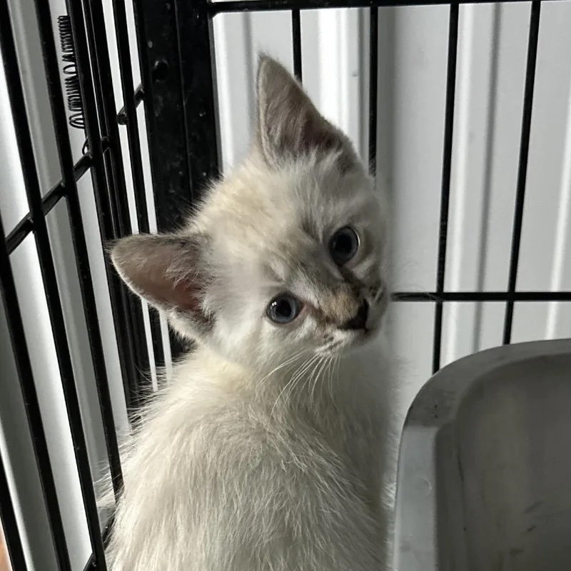A baby small-sized female Siamese cat named Lele for adoption in Corbin, KY