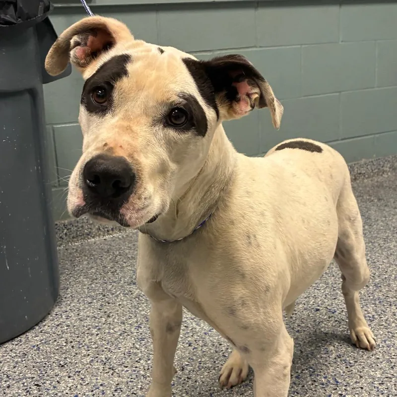 An adult medium-sized female White / Cream Labrador Retriever dog named Jasmine for adoption in Greenville, SC