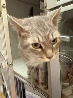 An adult medium-sized male Tabby (Gray / Blue / Silver) Domestic Short Hair cat named Silvia for adoption in Mason City, IA