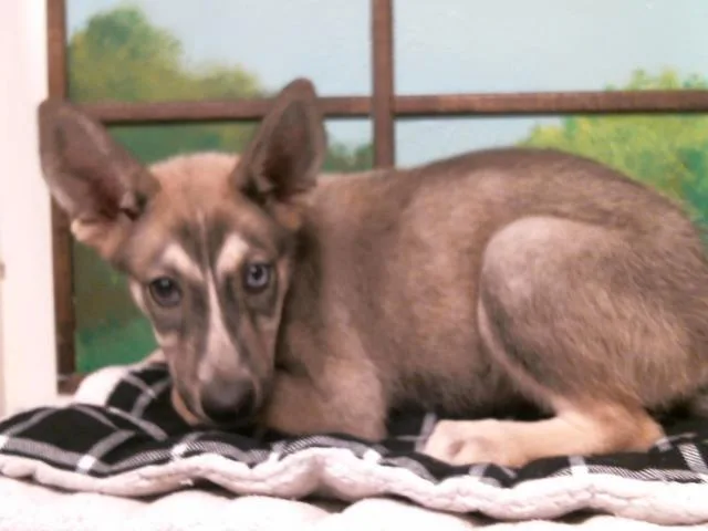 A baby small-sized female German Shepherd Dog dog named Saskia for adoption in Houston, TX