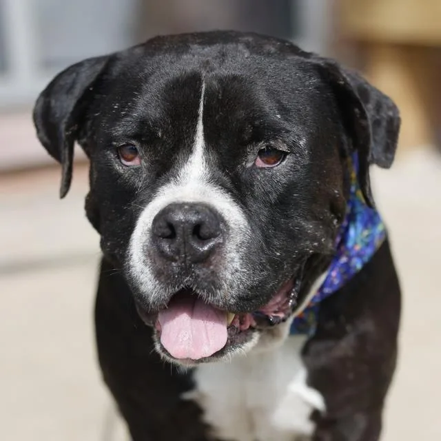 An adult large-sized male American Staffordshire Terrier dog named Oso for adoption in San Antonio, TX