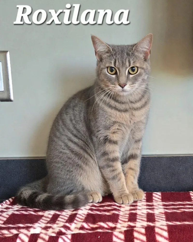 Roxilana