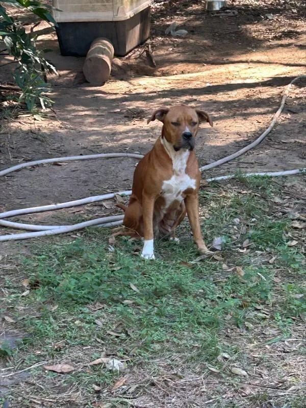 An adult large-sized female Brown / Chocolate Mixed Breed dog named Breezy for adoption in Mobile, AL