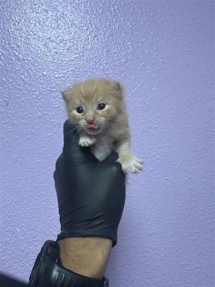 A baby small-sized female Orange / Red Domestic Short Hair cat named 61646912 for adoption in El Paso, TX