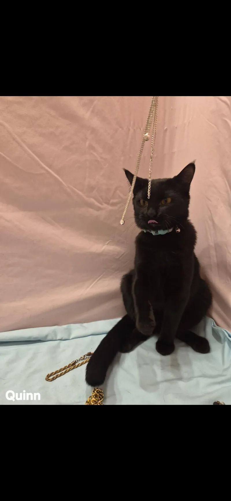 A young medium-sized male Black Domestic Short Hair cat named Quinn for adoption in Arlington, TX