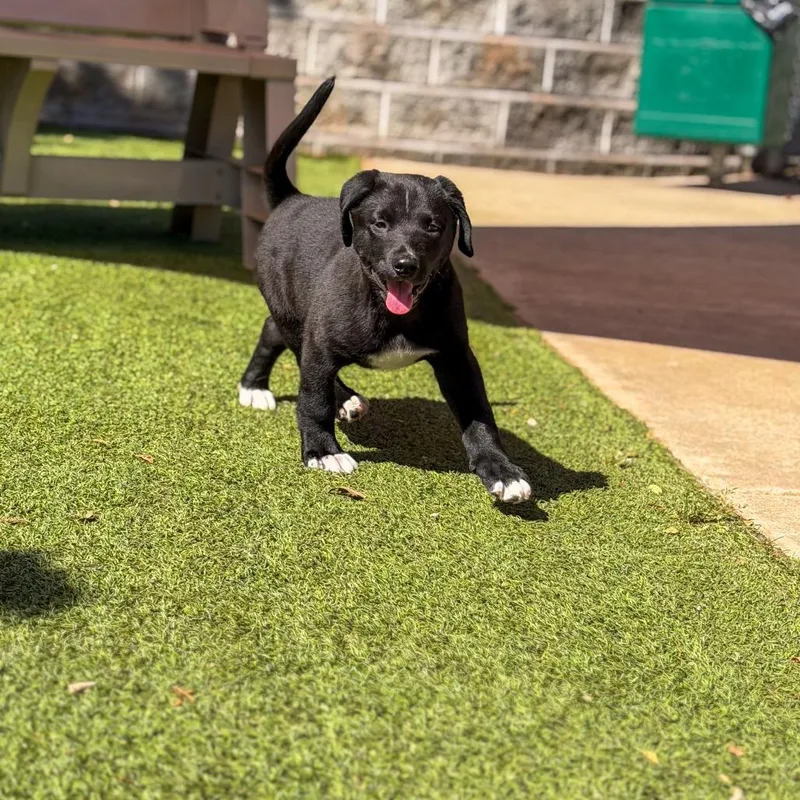 A baby medium-sized male Black Mixed Breed dog named Tempo for adoption in Gainesville, GA