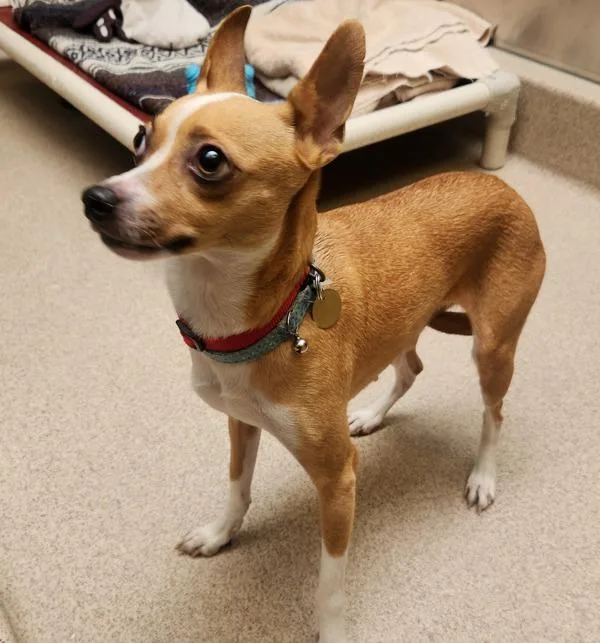 An adult small-sized female Chihuahua dog named Quinn for adoption in Oakland, CA