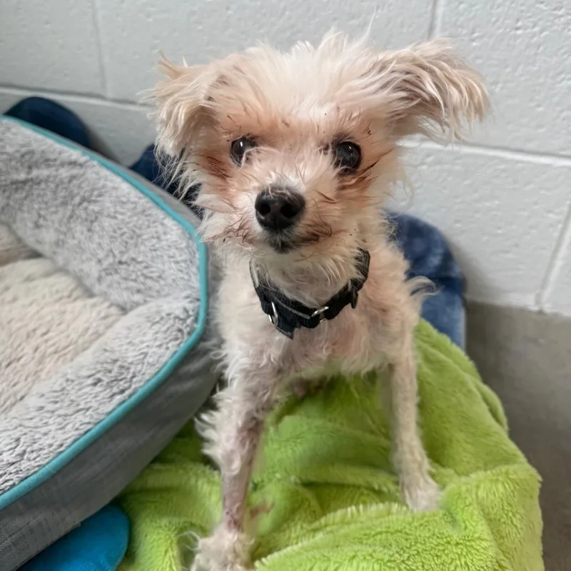 A senior small-sized male White / Cream Mixed Breed dog named Morty for adoption in Pittsburgh, PA