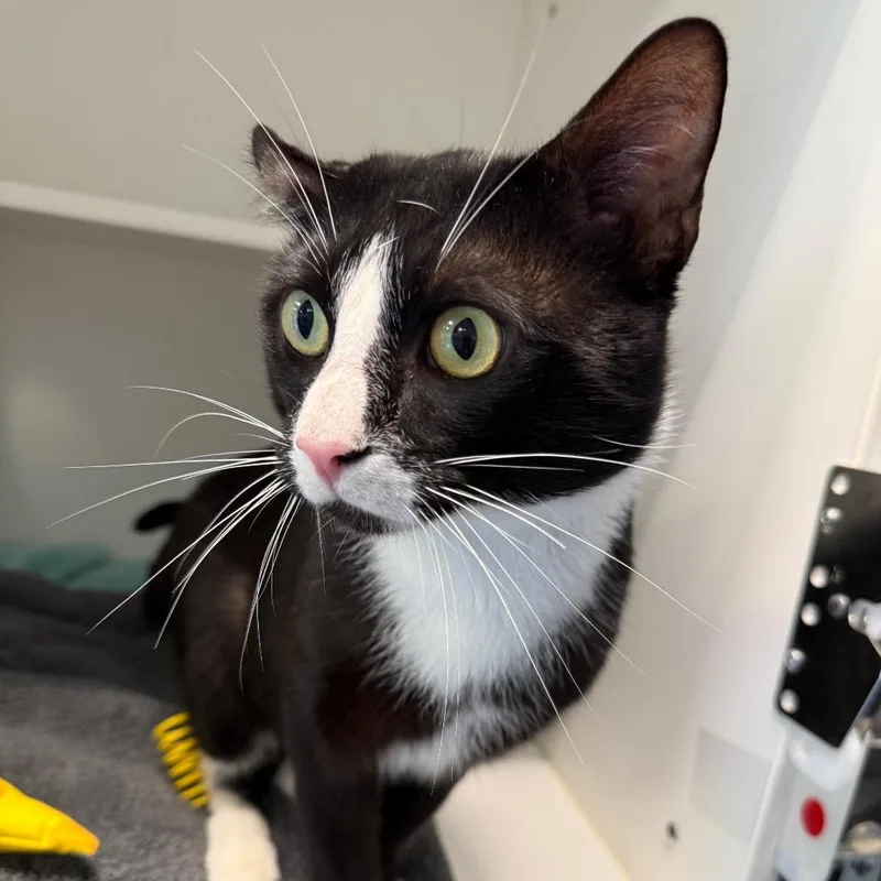 An adult large-sized male Black Domestic Short Hair cat named Tux for adoption in Greensboro, NC