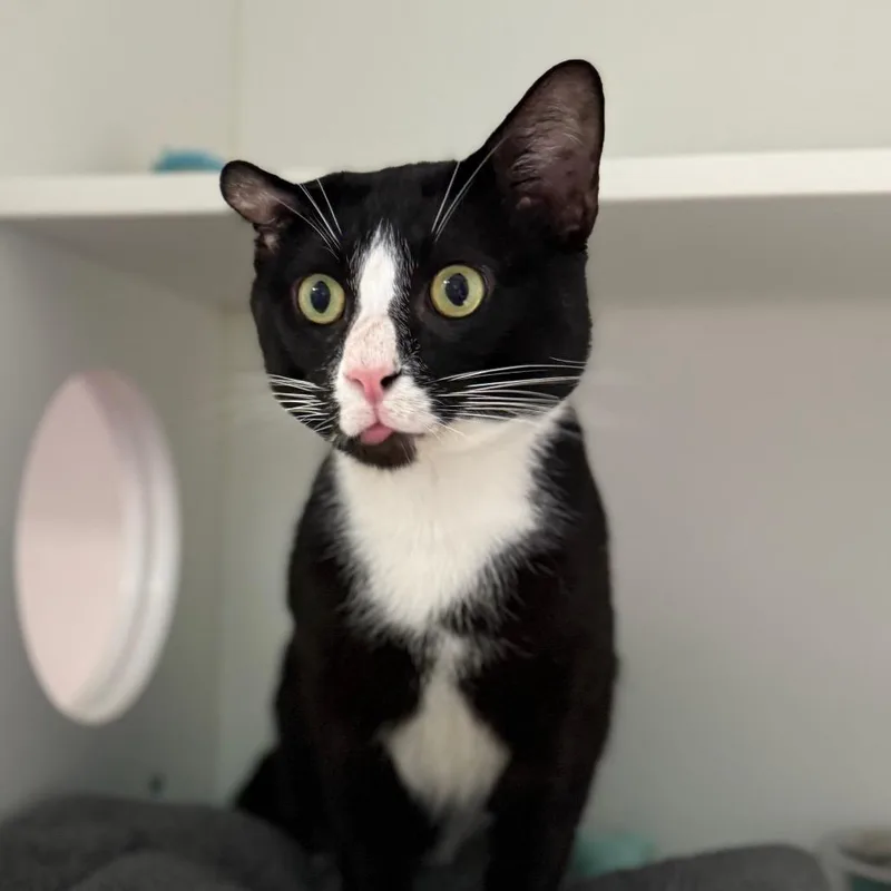Tux thumbnail 4