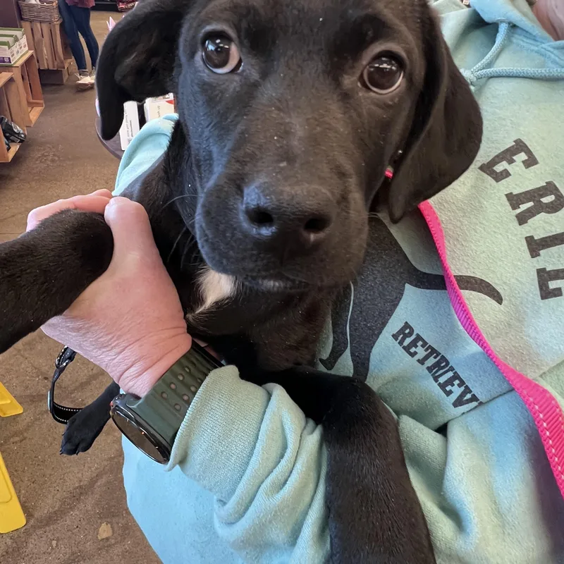 Ittynot Accepting Applications Yet! thumbnail 2