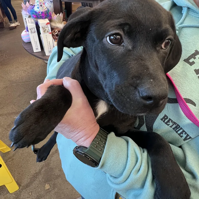 Ittynot Accepting Applications Yet! thumbnail 5