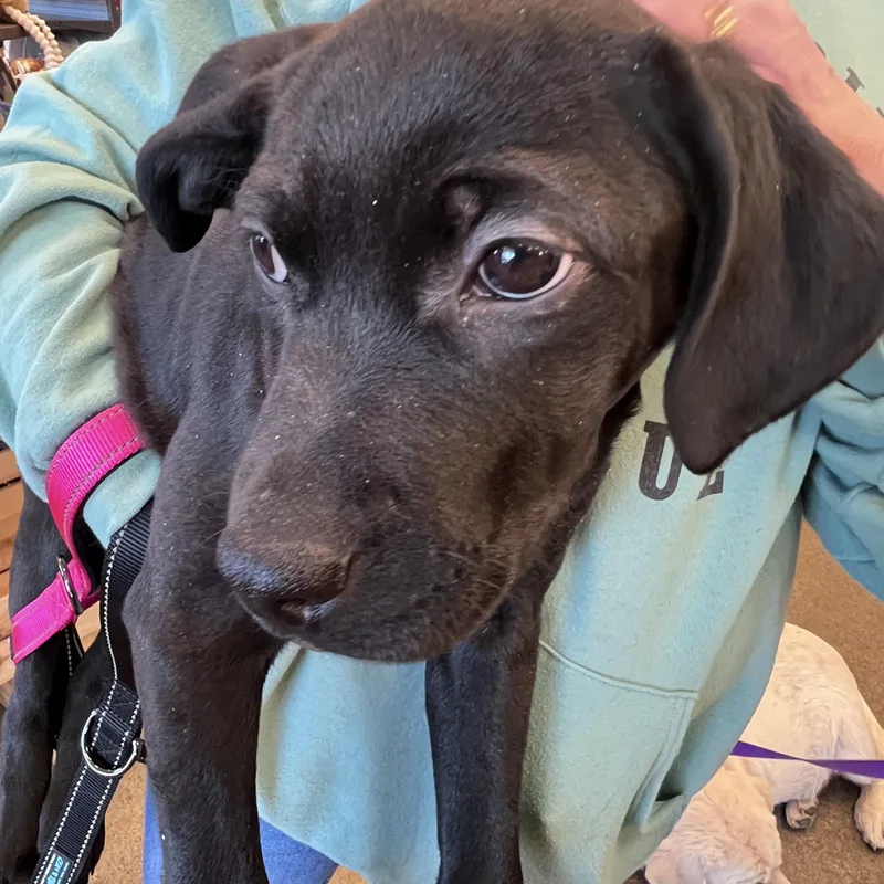 Ittynot Accepting Applications Yet! thumbnail 6