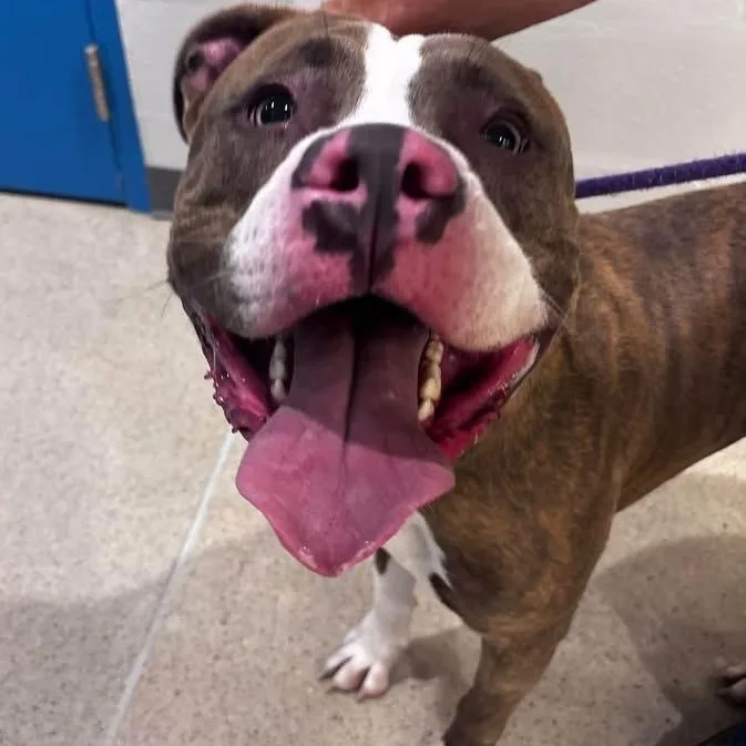 A young large-sized male American Bully dog named Taco for adoption in Manassas, VA