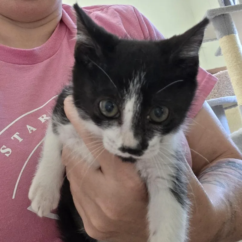 A baby small-sized female White Domestic Short Hair cat named Rolls for adoption in Midland, TX