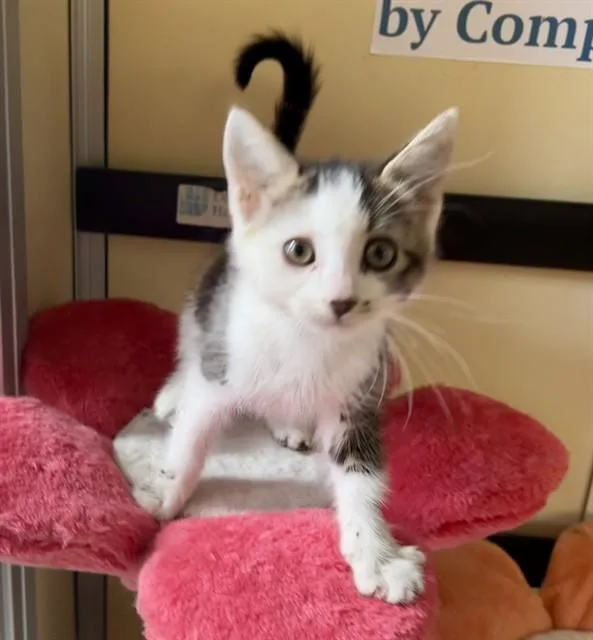 A baby small-sized female Domestic Short Hair cat named Orchid for adoption in Lancaster, CA