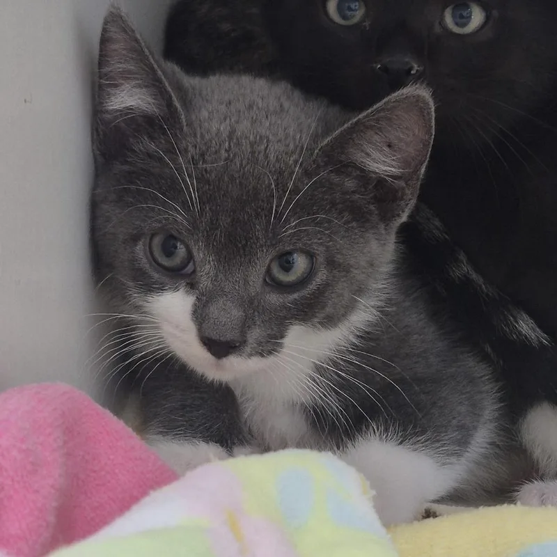 A baby small-sized female Gray / Blue / Silver Domestic Short Hair cat named Catti Smyth for adoption in Newark, NJ