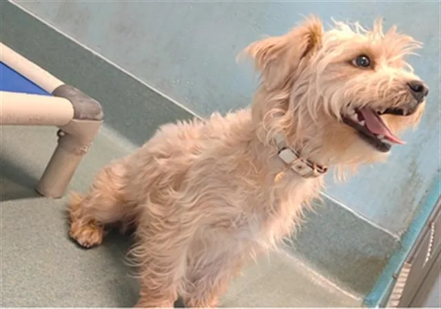 A young medium-sized female Chihuahua dog named Winry for adoption in Baldwin Park, CA