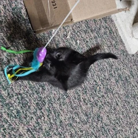 A baby small-sized male Black Domestic Short Hair cat named Ford for adoption in Hudsonville, MI