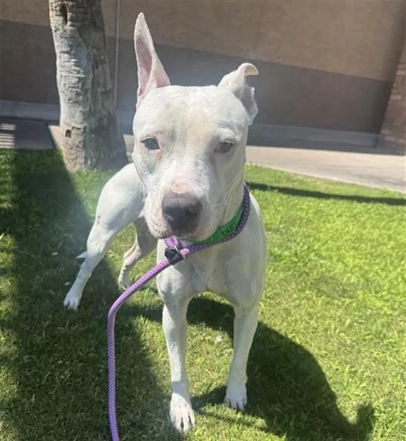 A young large-sized female Staffordshire Bull Terrier dog named Blanca for adoption in Phoenix, AZ