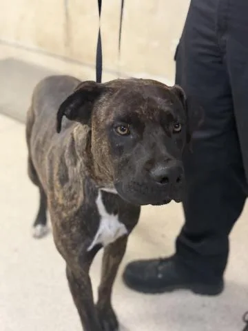 An adult large-sized male Dutch Shepherd dog named Scout for adoption in Riverside, CA