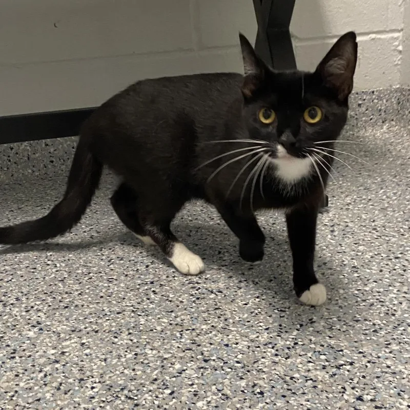 An adult medium-sized female Black Domestic Short Hair cat named Madison for adoption in Dayton, OH