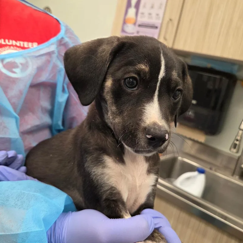 A baby small-sized male Black Hound dog named Robby for adoption in Chattanooga, TN
