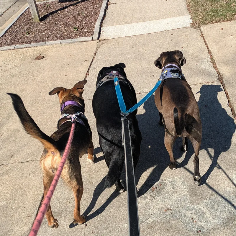 Kara Zorel thumbnail 4