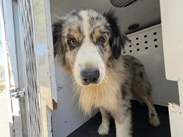 A young medium-sized male Australian Shepherd dog named Derby for adoption in Riverside, CA