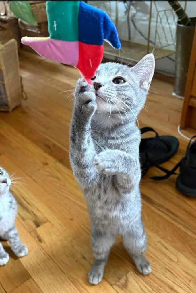 A baby medium-sized female Domestic Short Hair cat named Butter Bean for adoption in Salt Lake City, UT