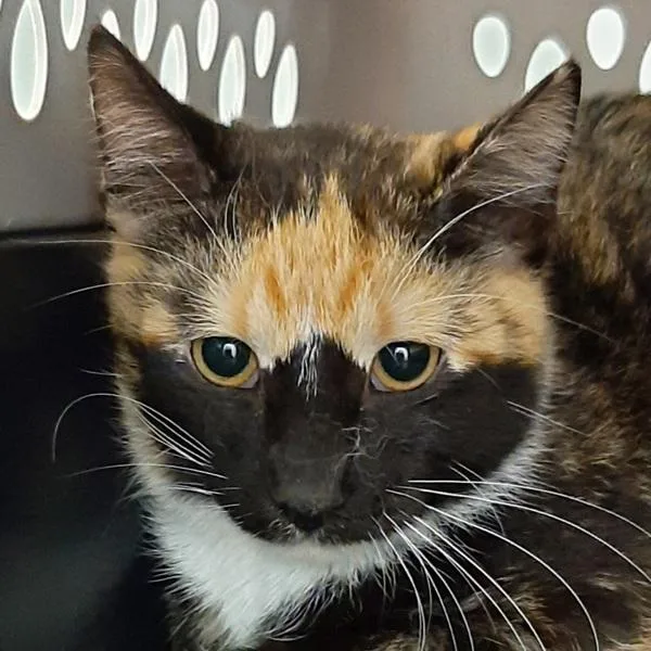 An adult medium-sized female Domestic Short Hair cat named Avatar for adoption in Des Moines, IA