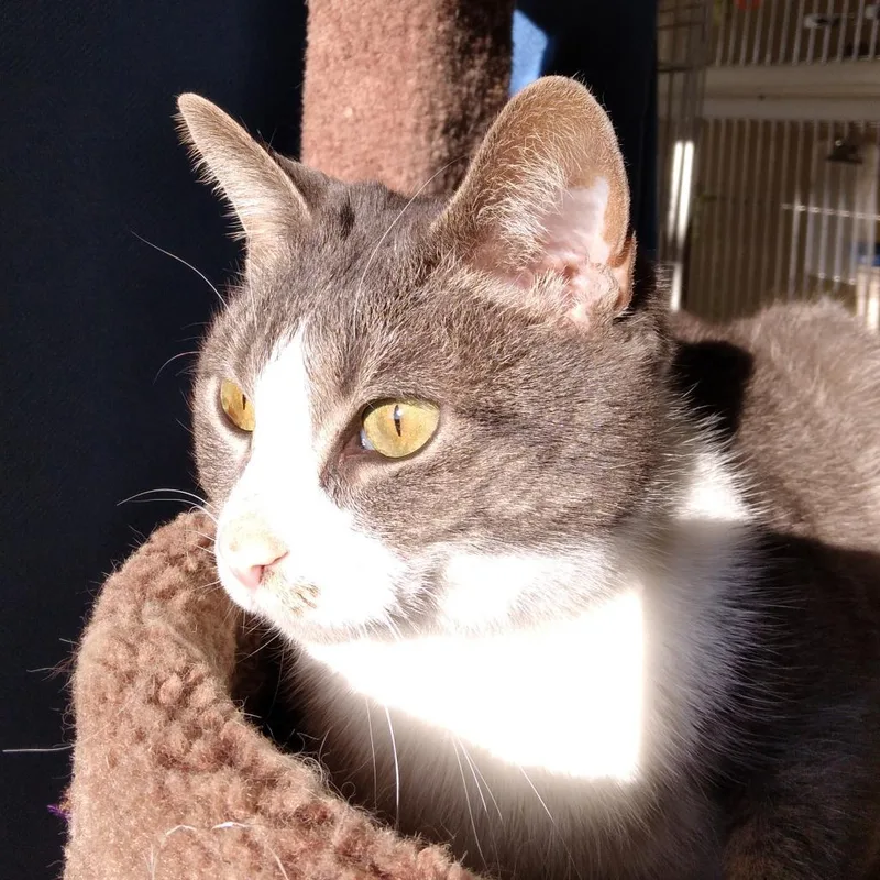 An adult large-sized female Gray / Blue / Silver Domestic Short Hair cat named Iris for adoption in Harrisonburg, VA