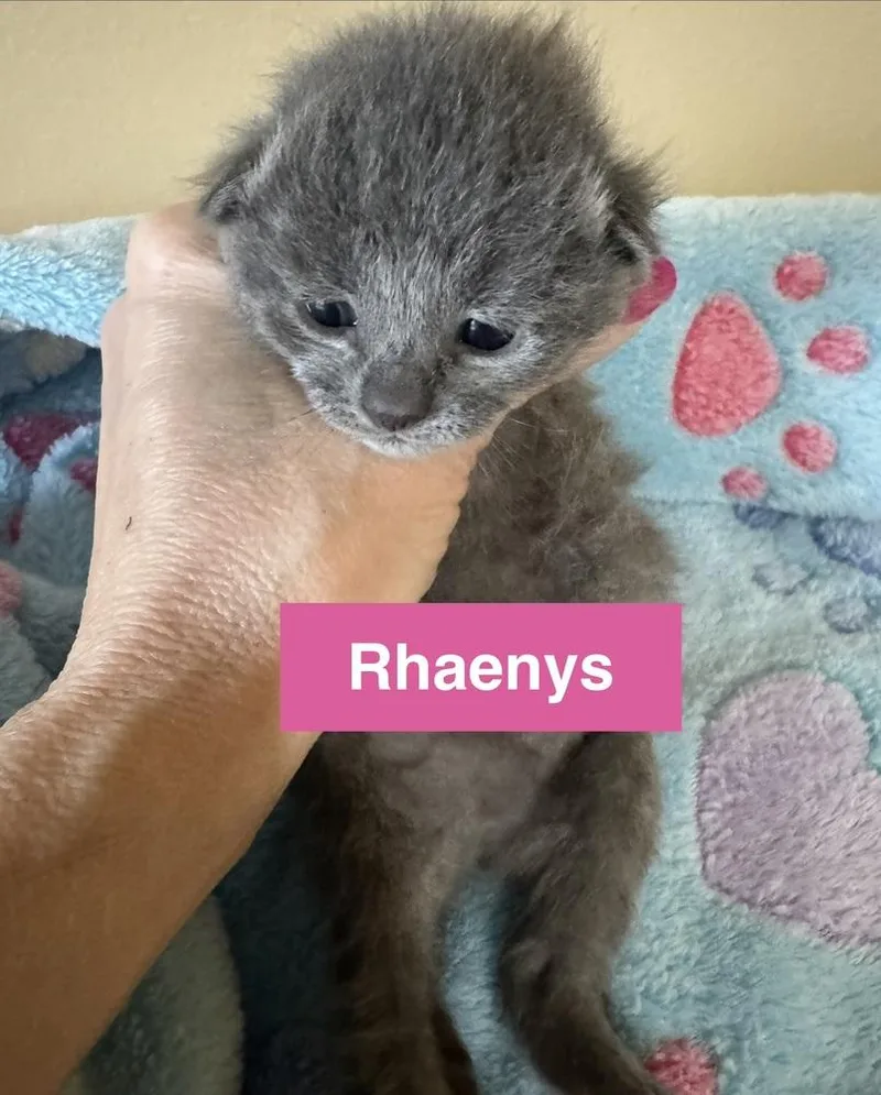 A baby medium-sized female Gray / Blue / Silver Domestic Short Hair cat named Rhaenys for adoption in Clinton Township, MI