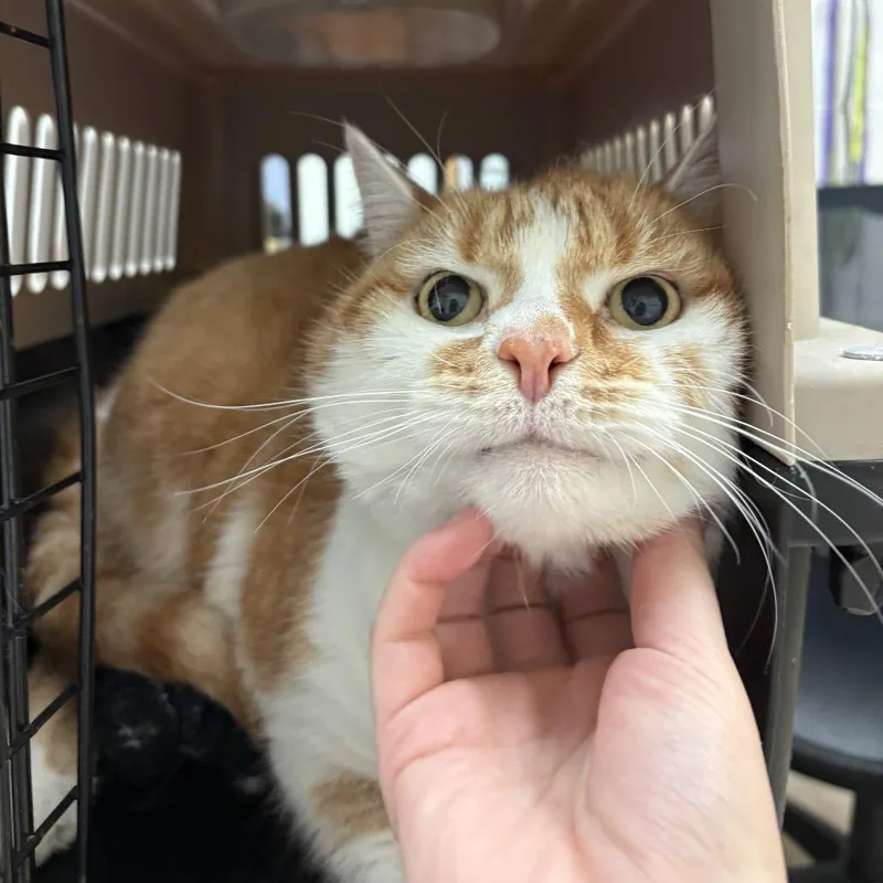 A senior extra large-sized male Orange / Red Domestic Medium Hair cat named Obi for adoption in Pittsburgh, PA