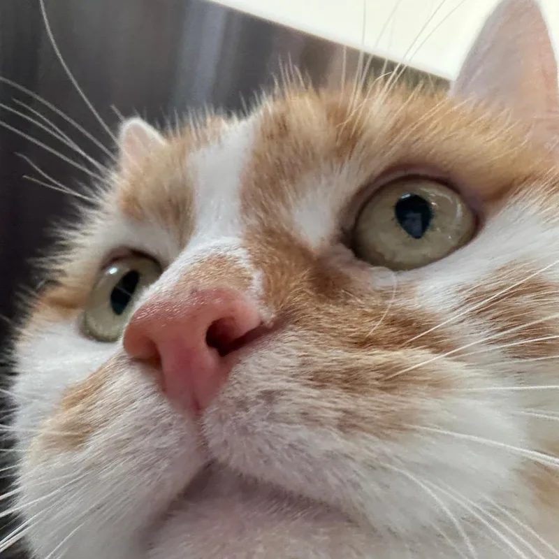 Obi thumbnail 4