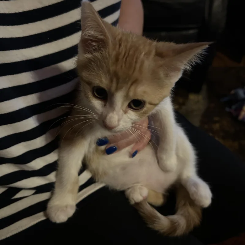 A baby medium-sized female Orange & White Domestic Short Hair cat named Adelaide for adoption in Kannapolis, NC
