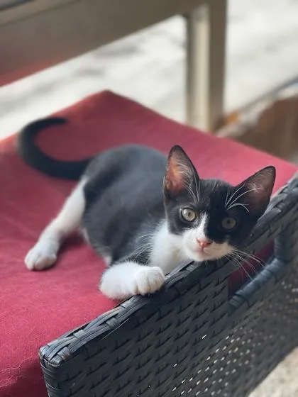 A baby small-sized male Domestic Short Hair cat named Tux for adoption in Honolulu, HI