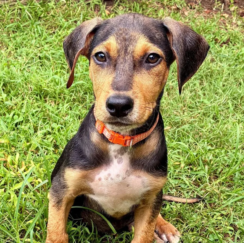 A baby medium-sized male Tricolor (Brown, Black, & White) Hound dog named Boo for adoption in Albany, NY