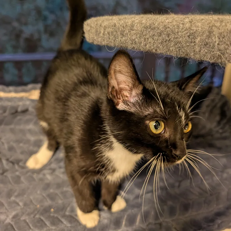 A baby small-sized male Black & White / Tuxedo Domestic Short Hair cat named Gibby for adoption in Huntington, MA