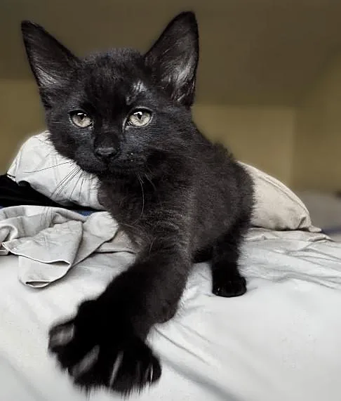 A baby small-sized female Domestic Short Hair cat named Mel for adoption in Sacramento, CA