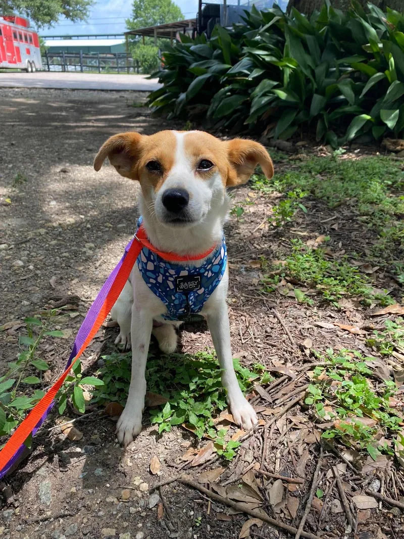 An adult small-sized female White / Cream Chihuahua dog named Fern for adoption in Winnie, TX