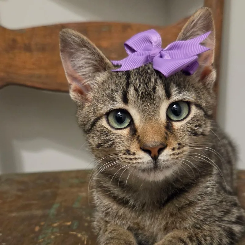 A baby small-sized female Brown / Chocolate Domestic Short Hair cat named Magpie for adoption in New Albany, OH
