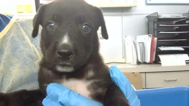 A baby medium-sized female Mixed Breed dog named Reina for adoption in Dallas, TX