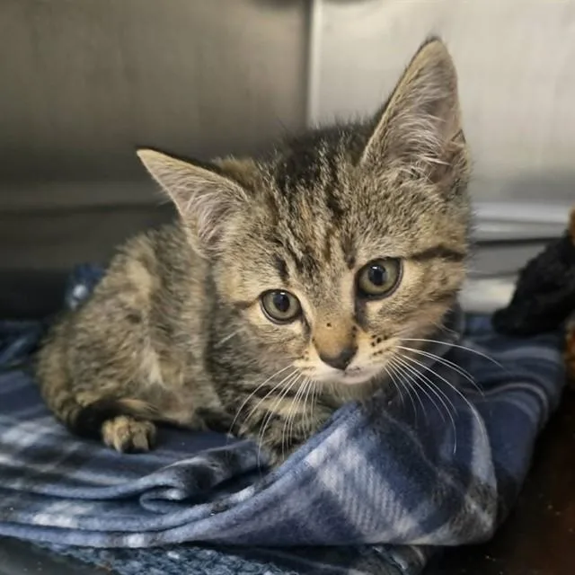 A baby small-sized female Domestic Short Hair cat named Carlotta for adoption in Easton, MD