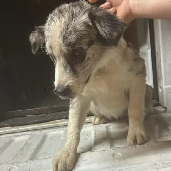 A young small-sized female Mixed Breed dog named Oreo for adoption in Gadsden, AL