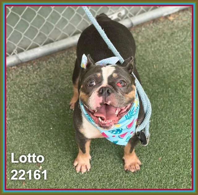 Lotto