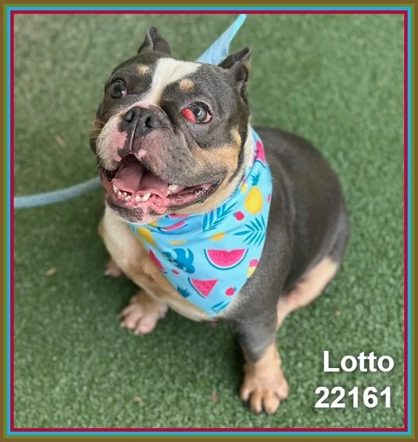 Lotto thumbnail 2