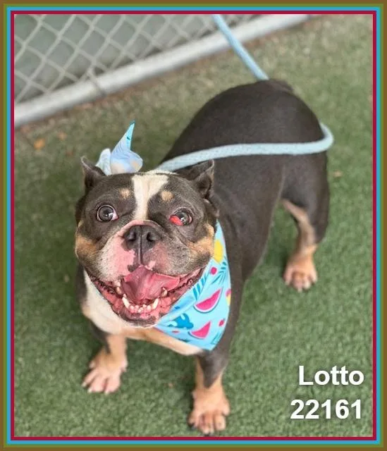 Lotto thumbnail 3