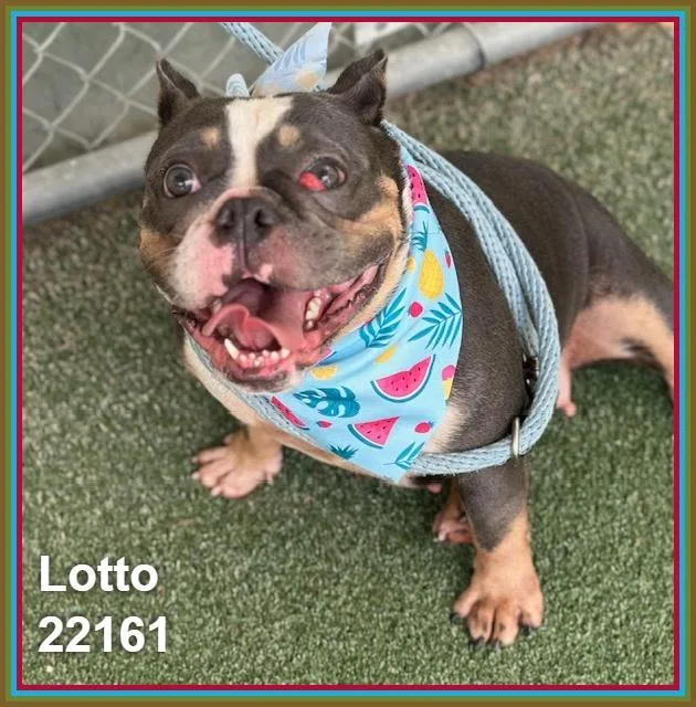 Lotto thumbnail 4
